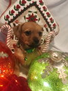 Monty - ADOPTION IN PROCESS - Photo 3