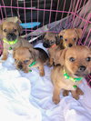 Monty - ADOPTION IN PROCESS - Photo 4