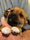 Cooper- ADOPTION IN PROCESS - Photo 1