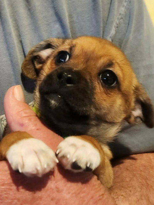COOPER- ADOPTION IN PROCESS - Chihuahua / Dachshund available for adoption