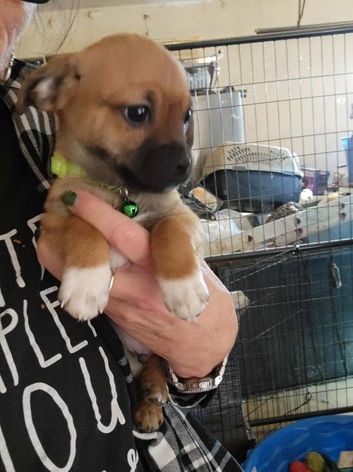 COOPER- ADOPTION IN PROCESS - Chihuahua / Dachshund available for adoption