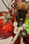 Cooper- ADOPTION IN PROCESS - Photo 3