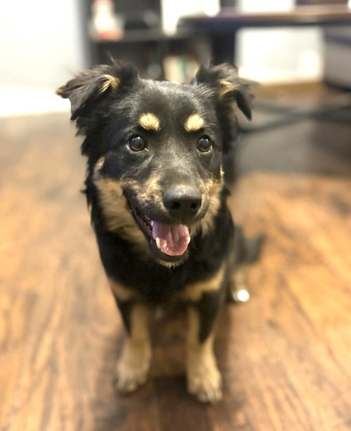 GRANT - ADOPTION IN PROCESS - Corgi / Australian Shepherd available for adoption
