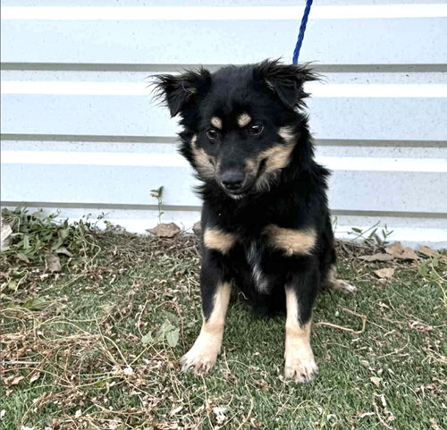 GRANT - ADOPTION IN PROCESS - Corgi / Australian Shepherd available for adoption