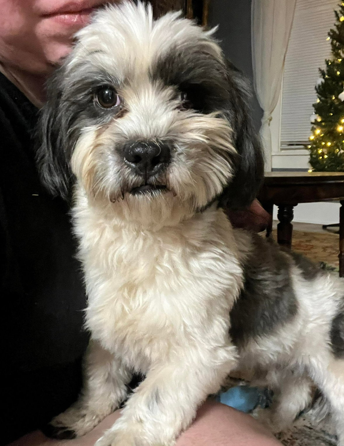 Snoopy- ADOPTION IN PROCESS Image