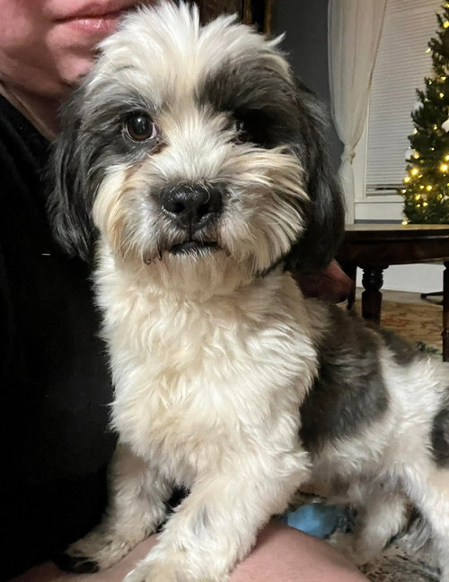 SNOOPY- ADOPTION IN PROCESS - Shih Tzu available for adoption