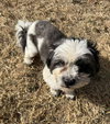 Snoopy- ADOPTION IN PROCESS - Photo 3