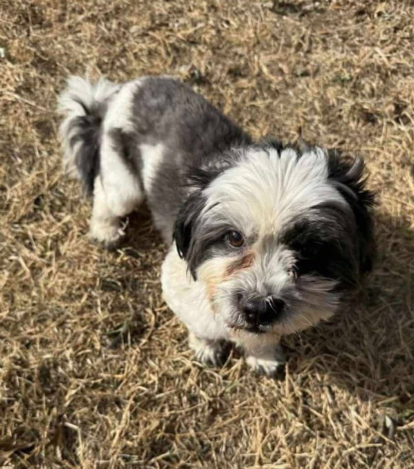 Snoopy- ADOPTION IN PROCESS