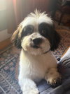 Snoopy- ADOPTION IN PROCESS - Photo 2
