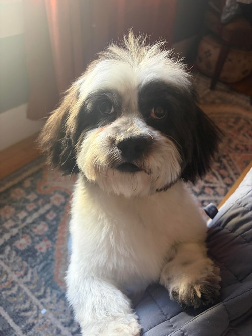 SNOOPY- ADOPTION IN PROCESS - Shih Tzu available for adoption