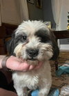 Snoopy- ADOPTION IN PROCESS - Photo 4