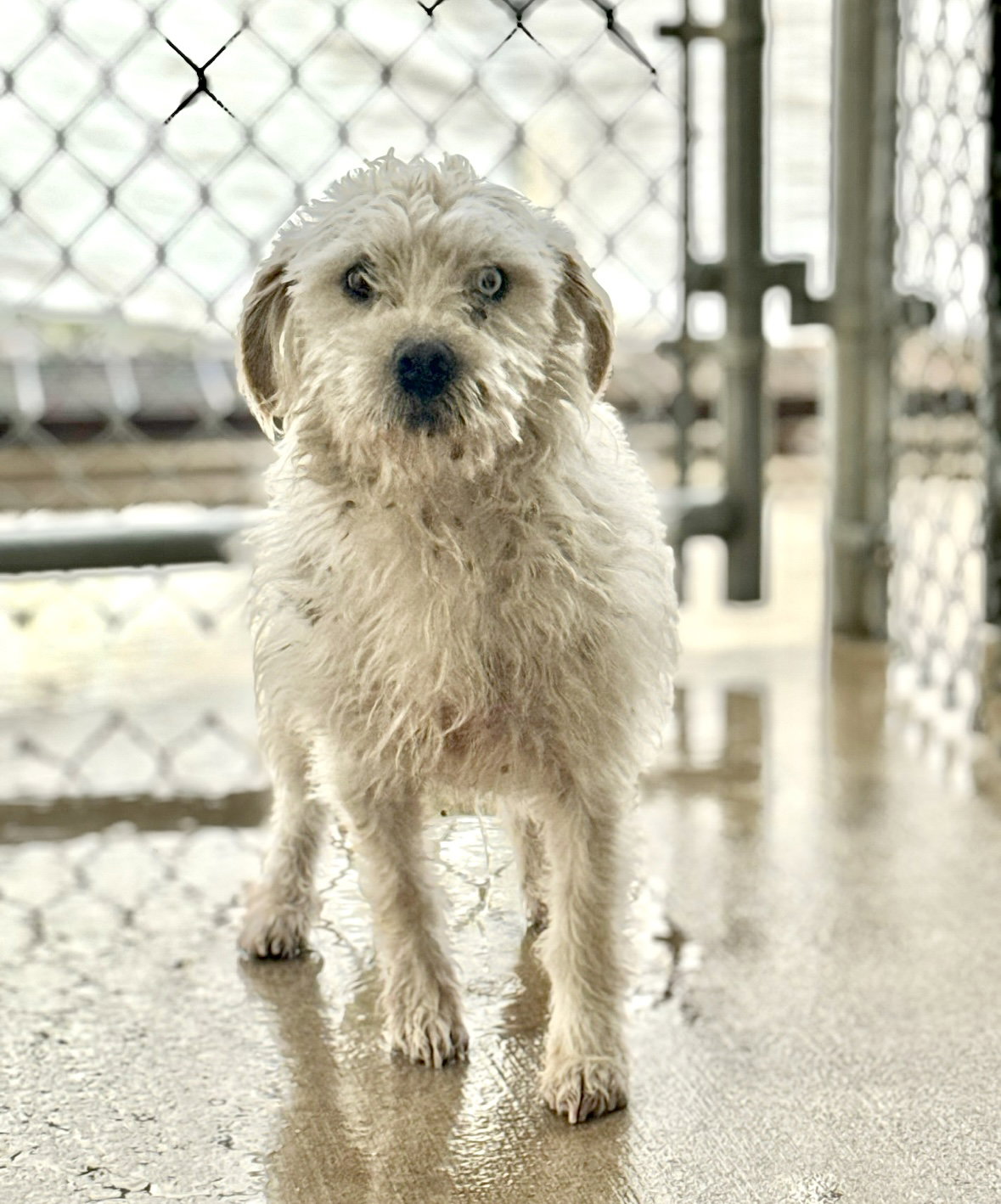 Sparky Image