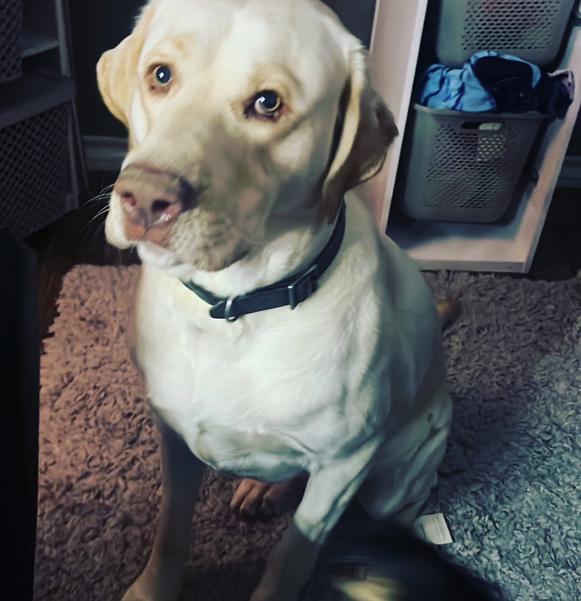 Louis - ADOPTION IN PROCESS Image