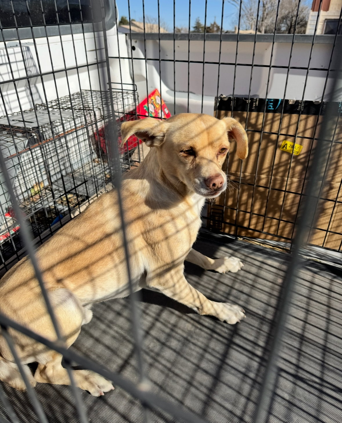 Ralphie - ADOPTION IN PROCESS Image