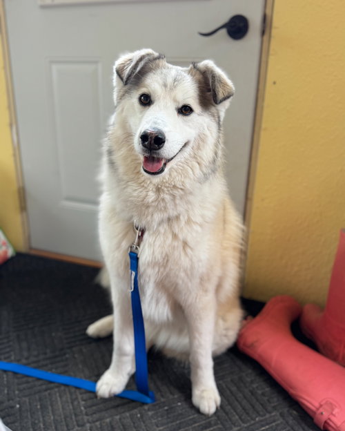 Sallie Mae, an adoptable Husky in Grafton, WI