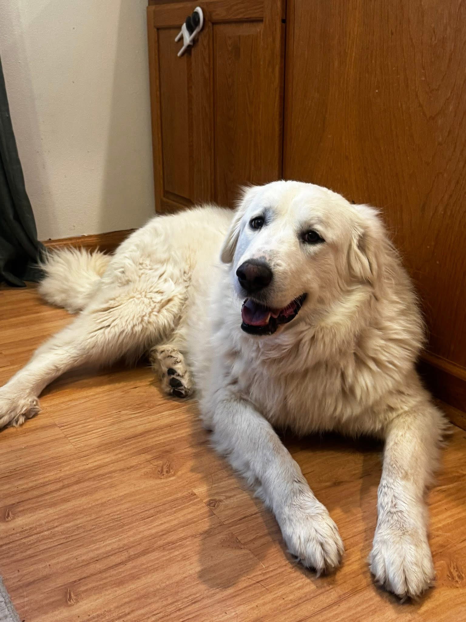 Deliliah - ADOPTION IN PROCESS