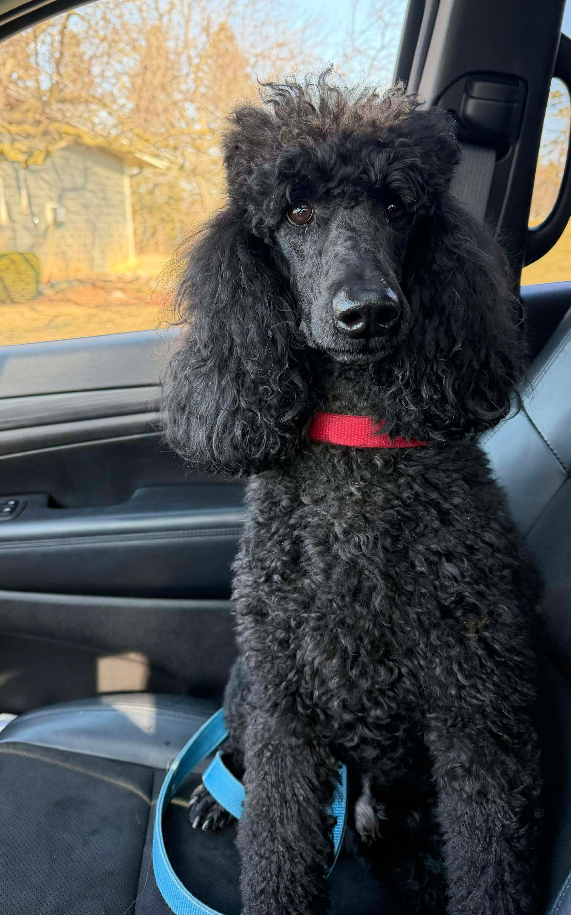 Maximilian - ADOPTION IN PROCESS Image