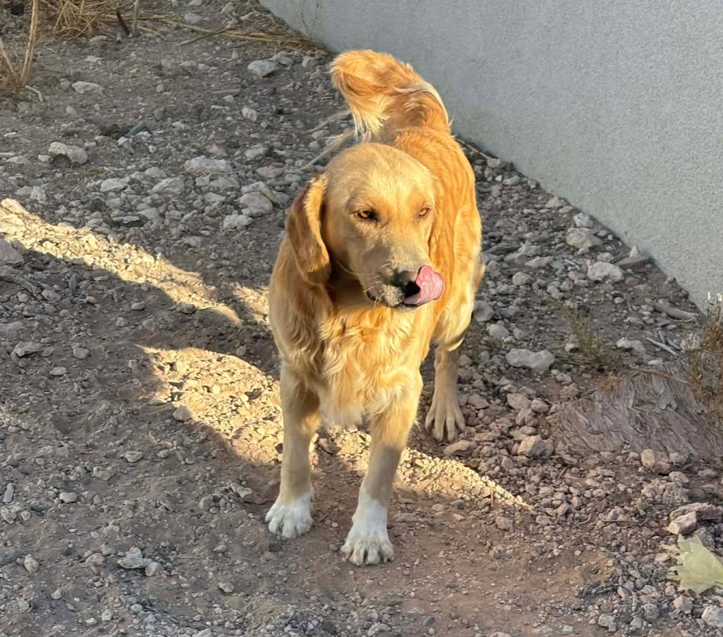 Max - ADOPTION IN PROCESS Image
