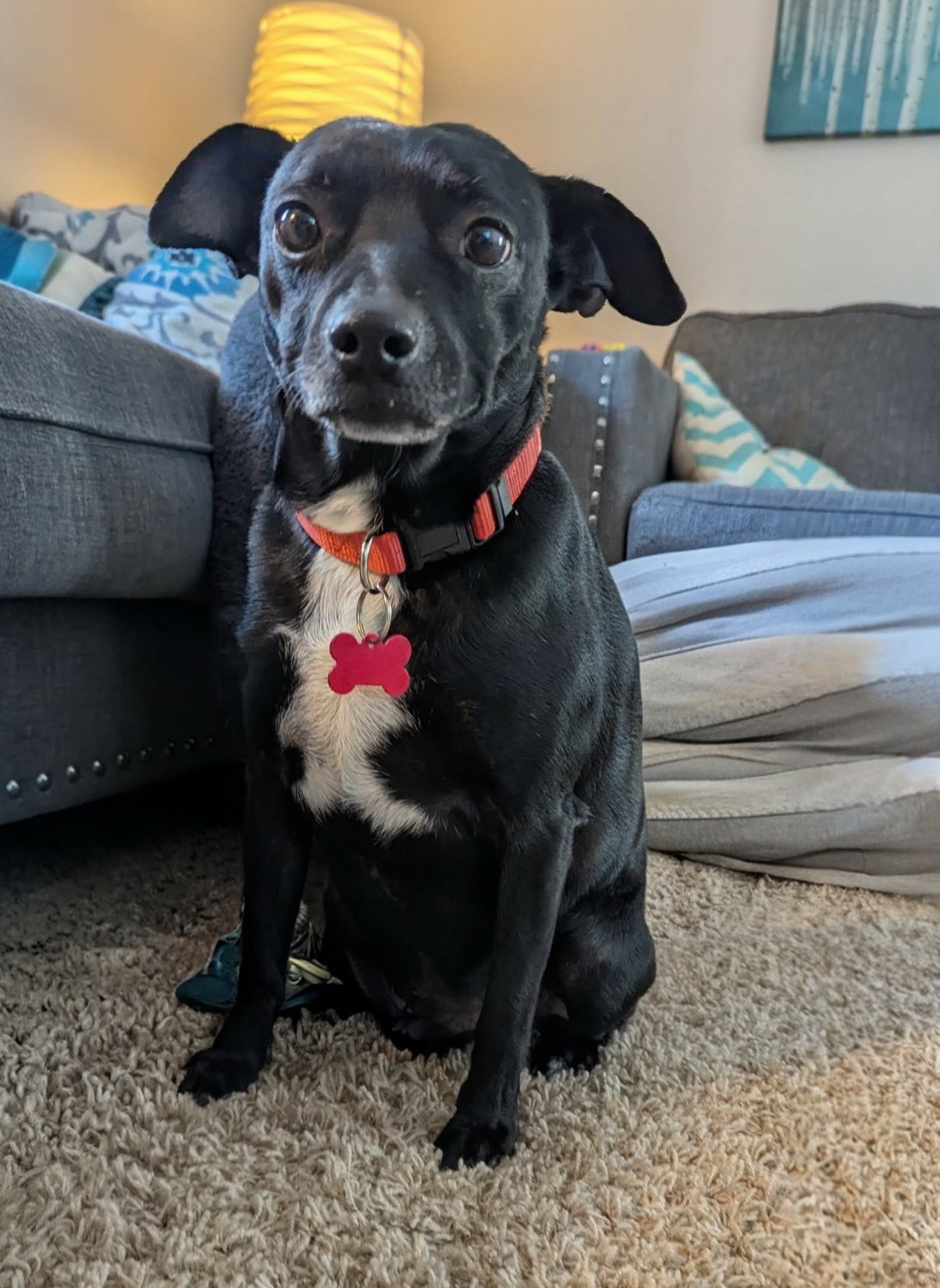 Rango - ADOPTION IN PROCESS Image