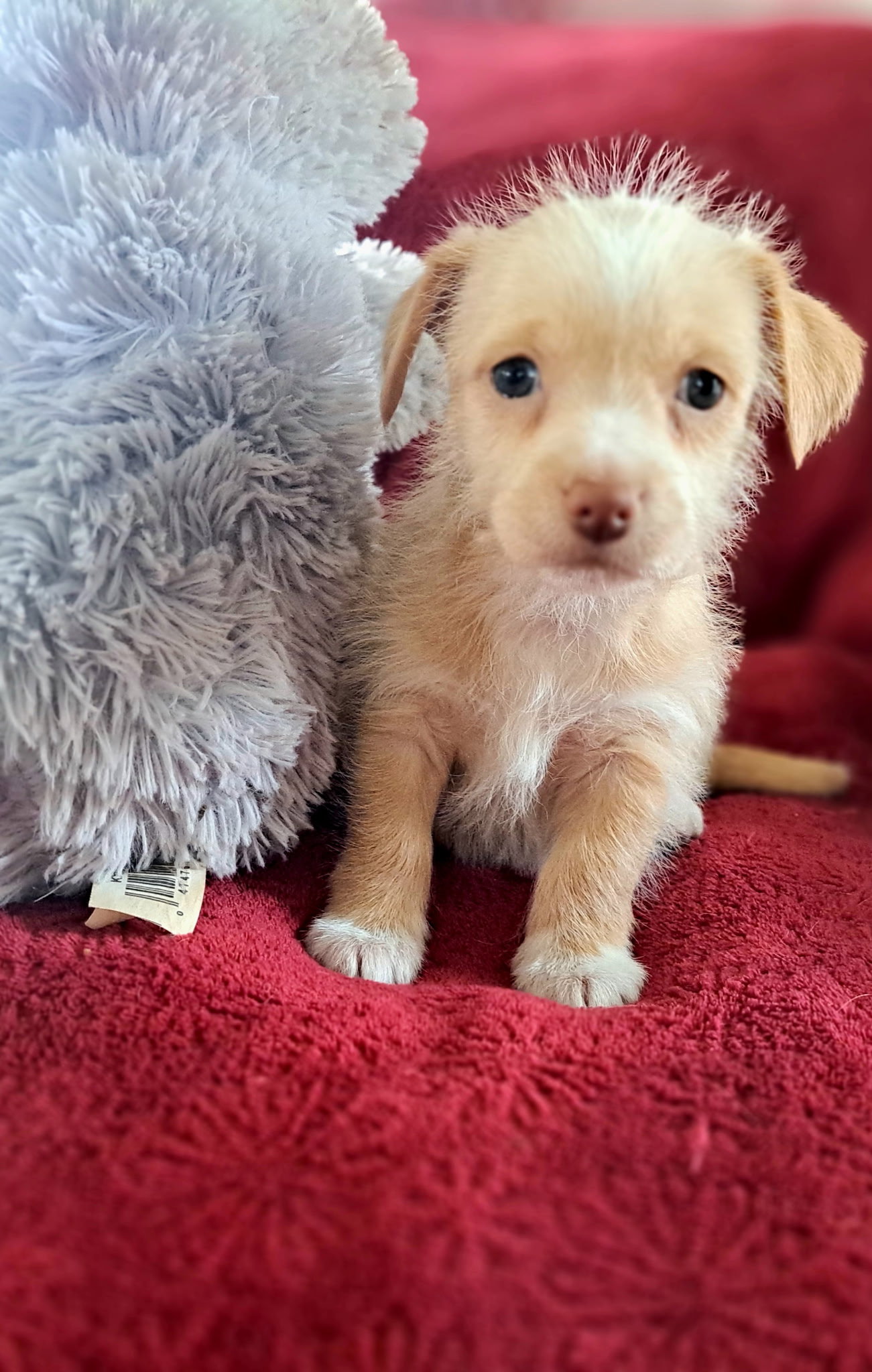Ginger