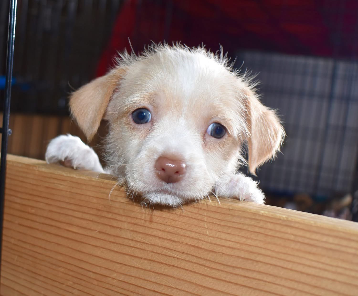 Ginger - ADOPTION IN PROCESS Image