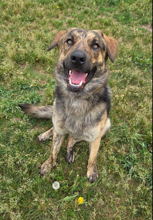 Luna, an adoptable Shepherd in Grafton, WI