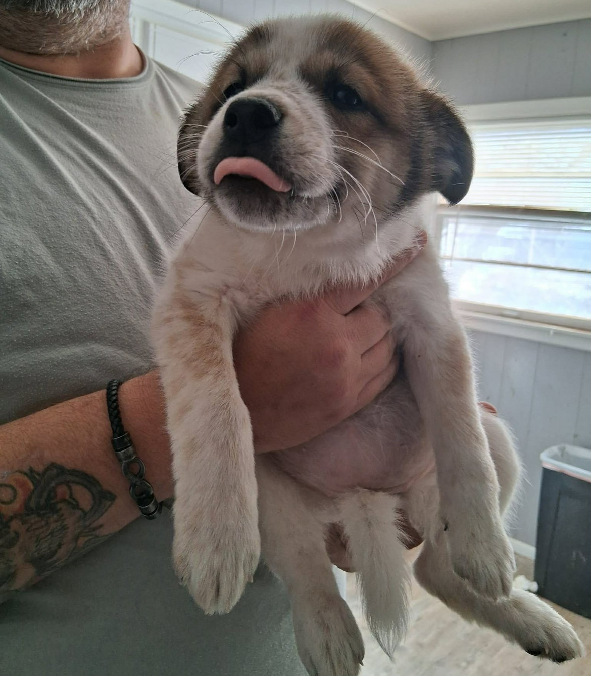 Maisie - ADOPTION IN PROCESS Image