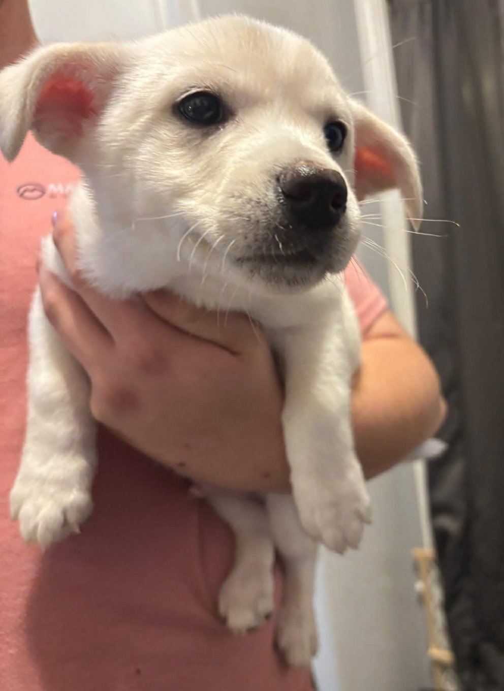 Mason - ADOPTION IN PROCESS Image