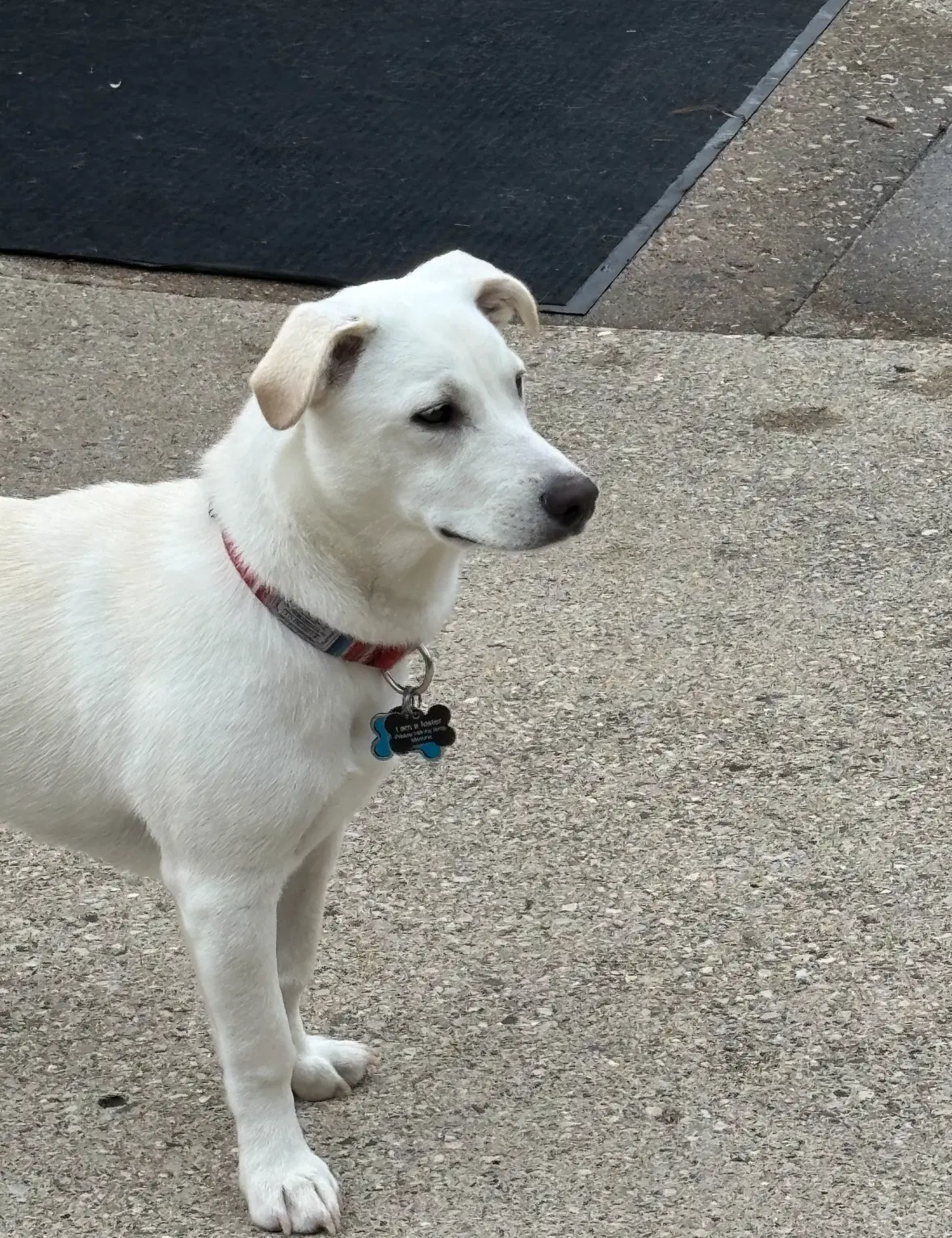 Mickey - Adoption In Process image 4