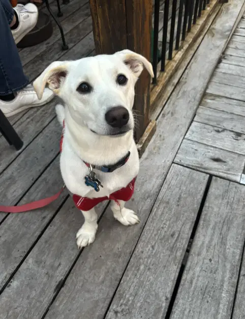 Mickey - Adoption In Process image 1