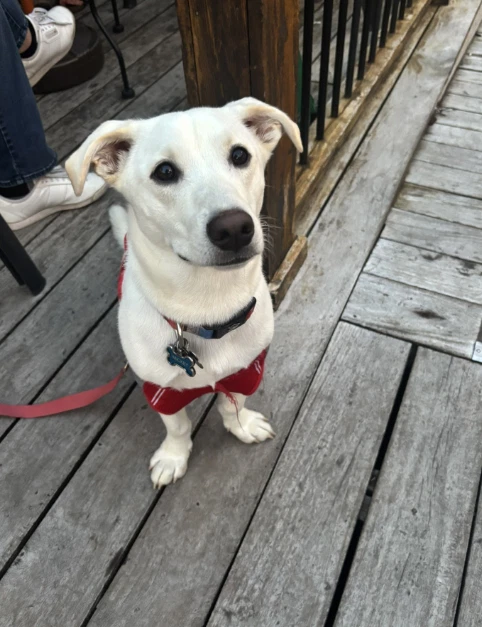 Mickey - Adoption In Process
