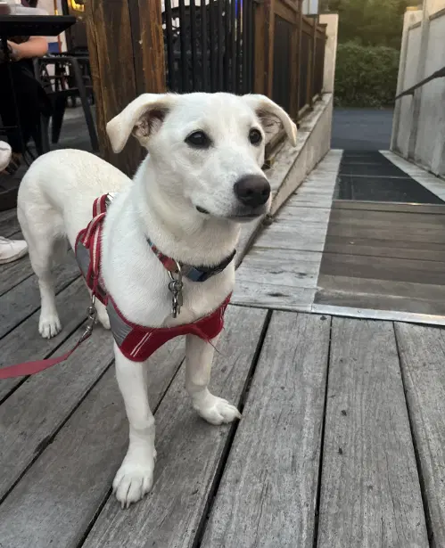 Mickey - Adoption In Process image 2