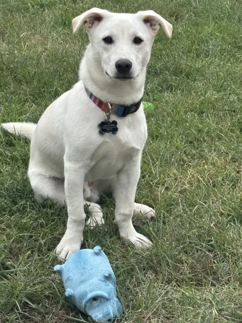 Mickey - Adoption In Process image 3
