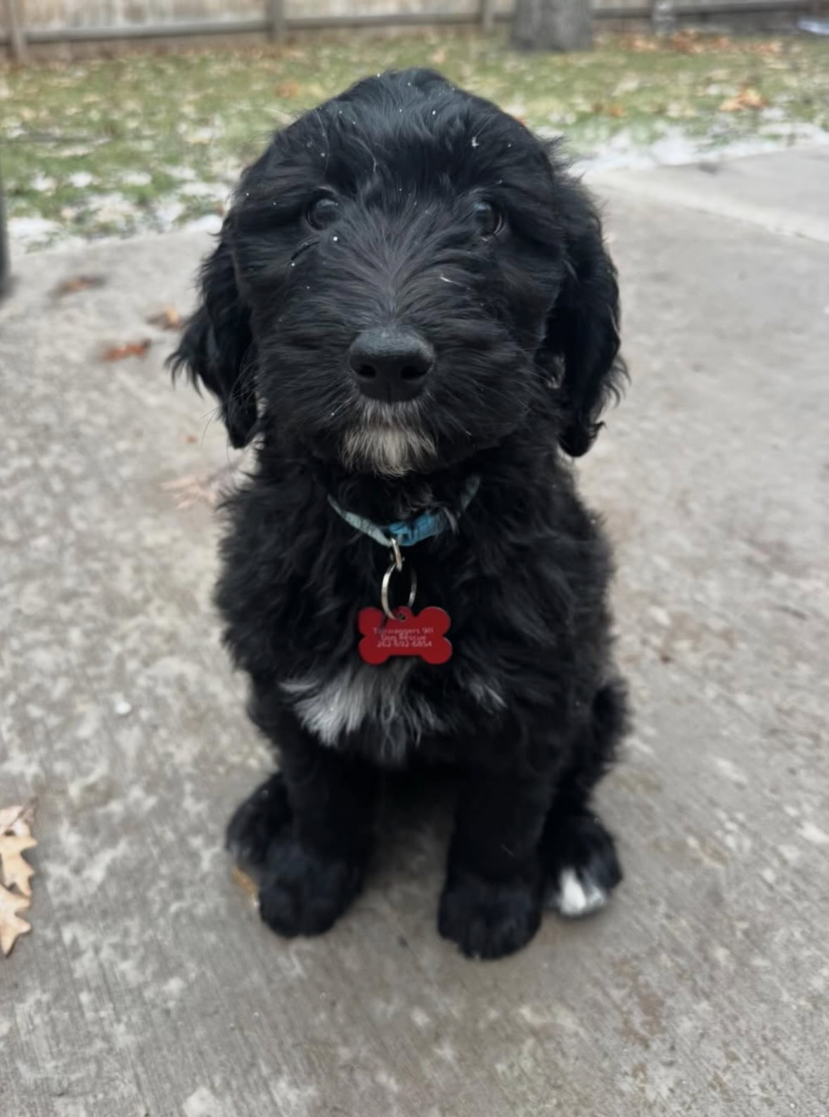 Darian - ADOPTION IN PROCESS