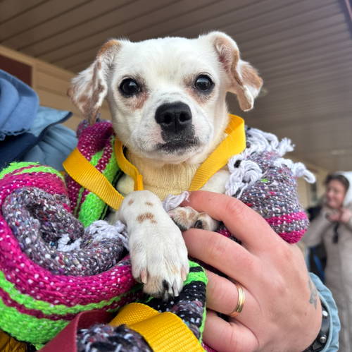 Dottie Image