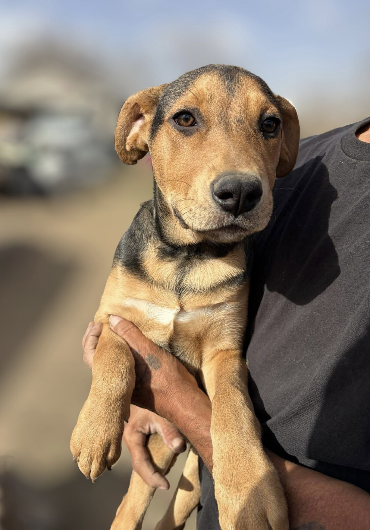Marleigh Mae - Adoption In Process