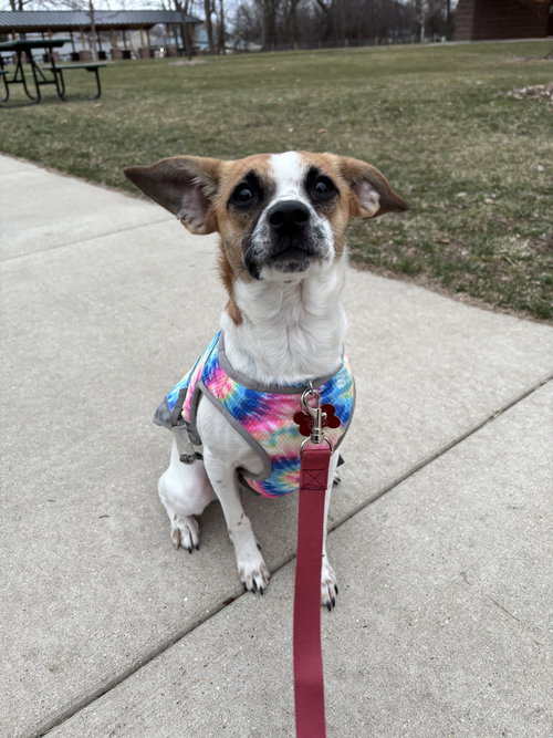 Winnie - ADOPTION IN PROESS, an adoptable Rat Terrier in Grafton, WI