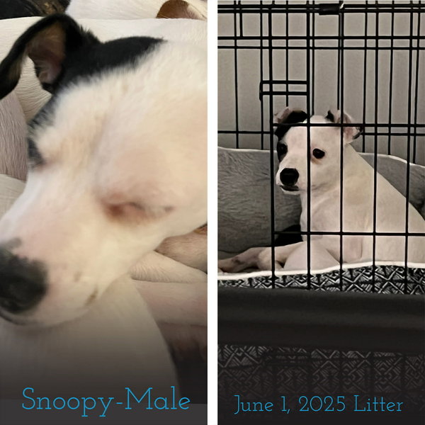 Snoopy
