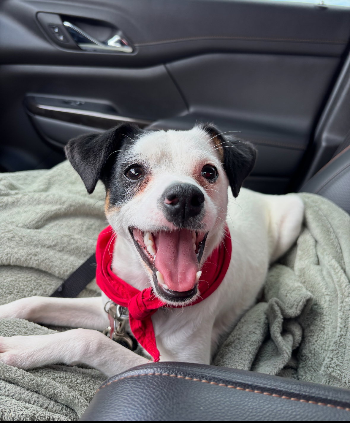 Snoopy - ADOPTION IN PROCESS Image