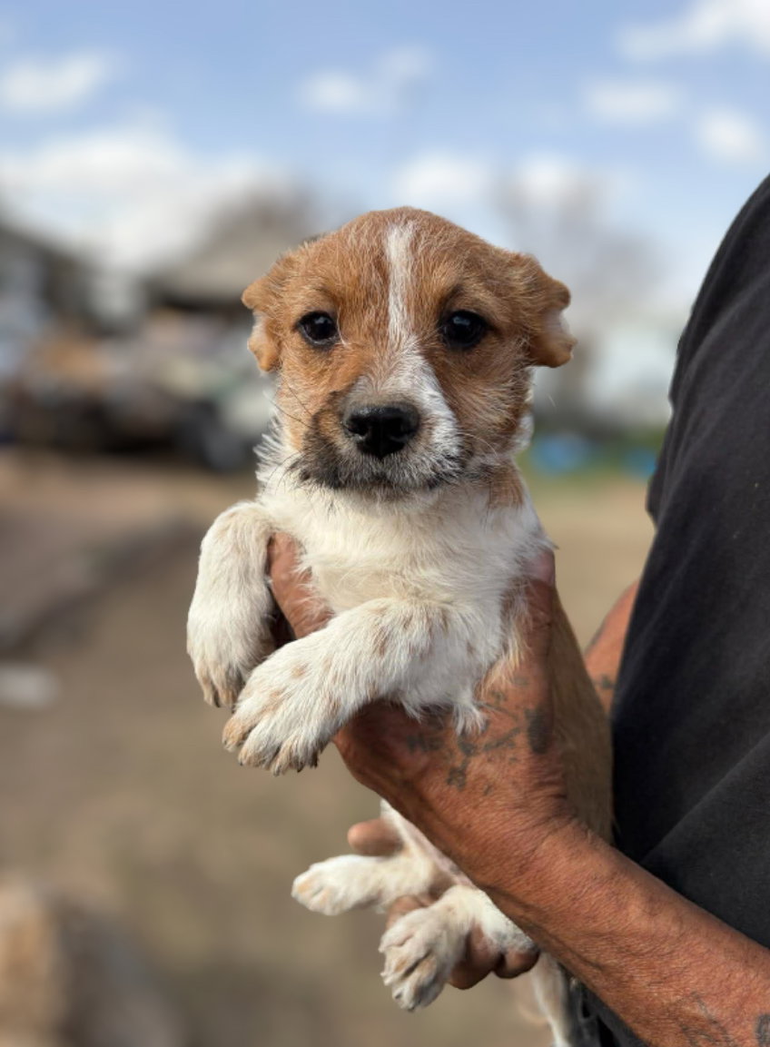 Terrier