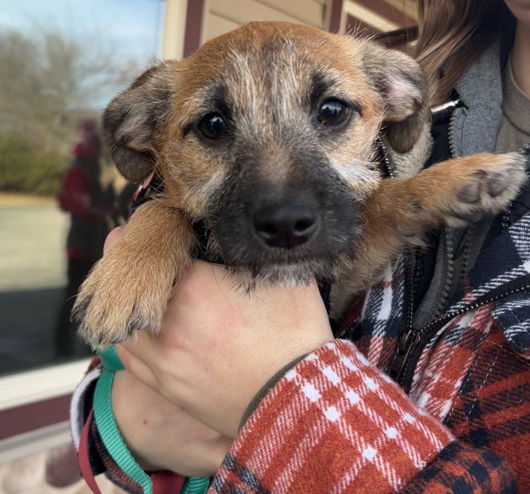 Rue - ADOPTION IN PROCESS Image