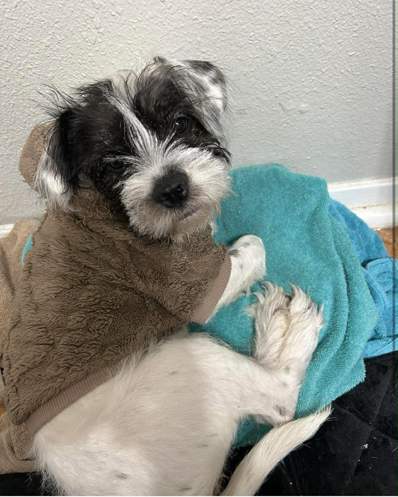 Pearl - ADOPTION IN PROCESS