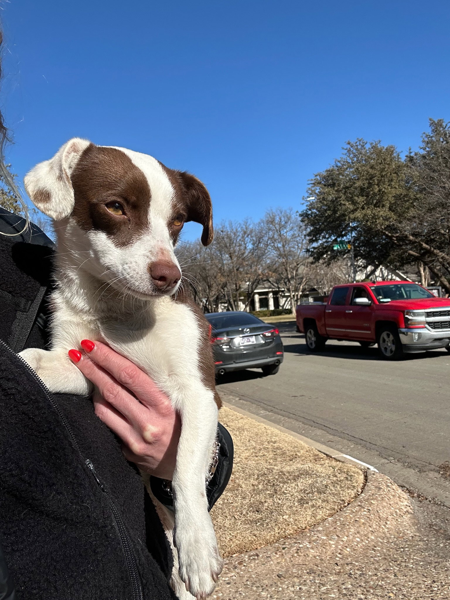 Teagan - ADOPTION IN PROCESS