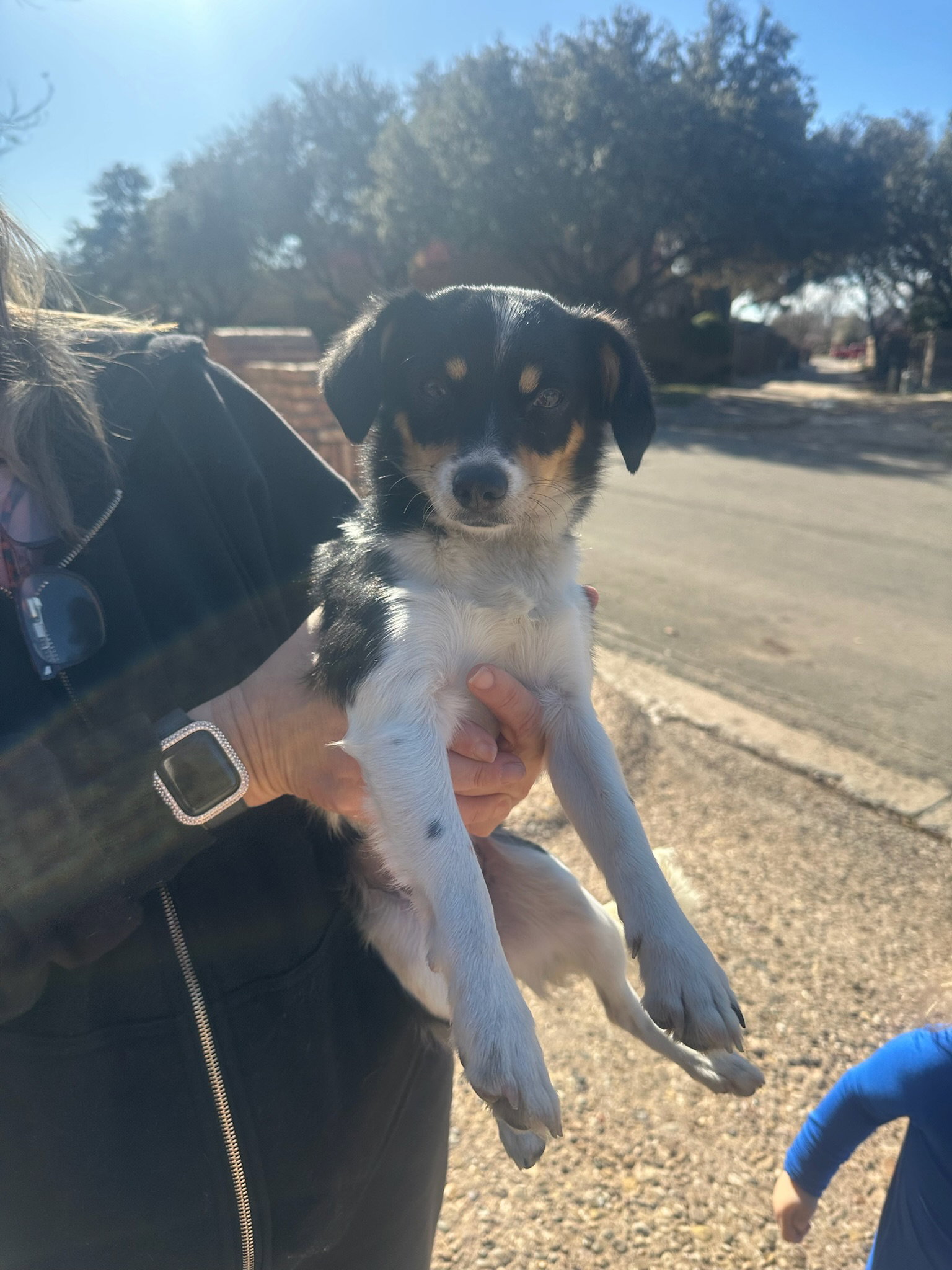 Maeve - ADOPTION IN PROCESS