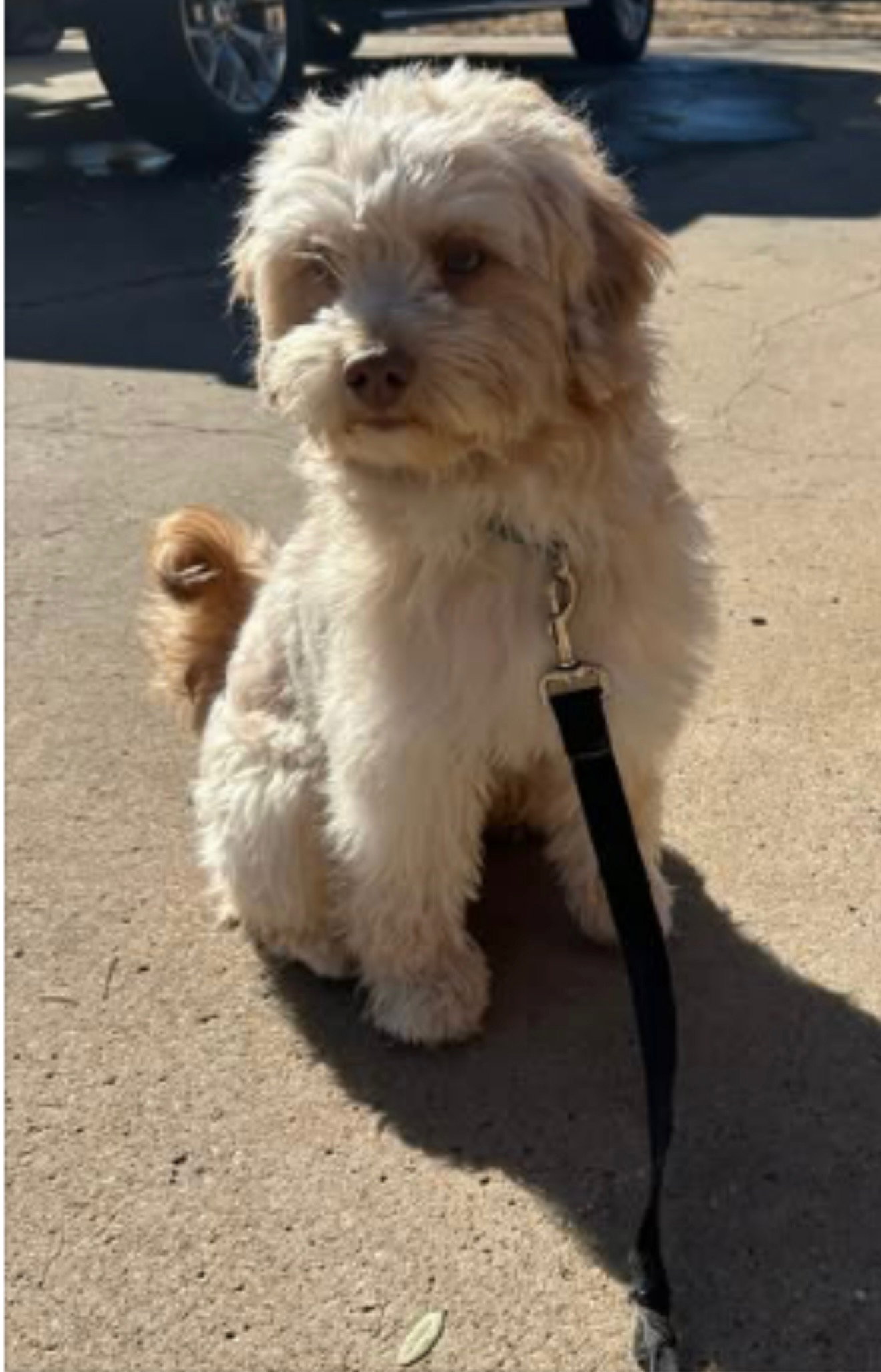 Connor - ADOPTION IN PROCESS