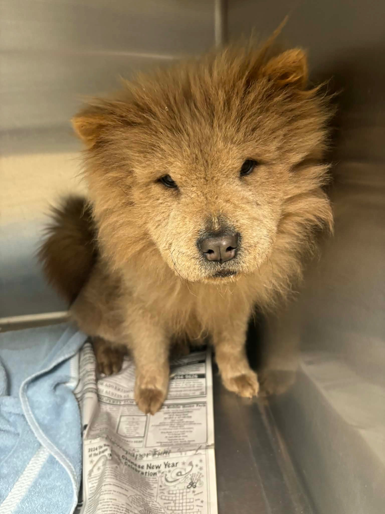 Simba - ADOPTION IN PROCESS