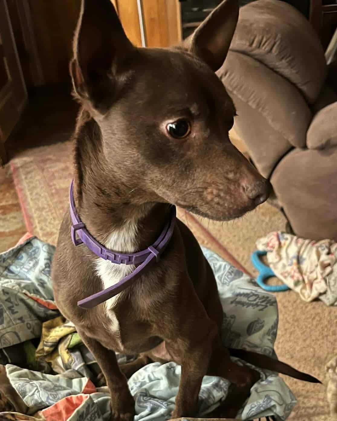 Pretzel