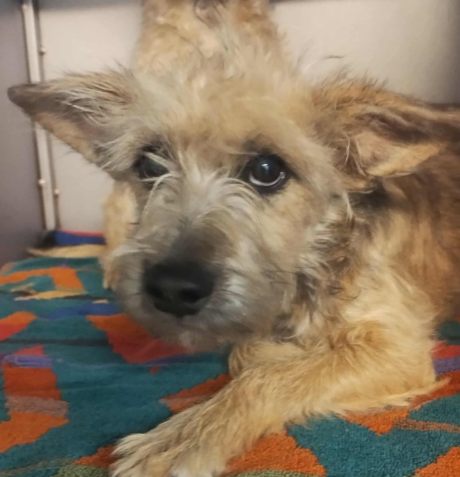 Tristan - ADOPTION IN PROCESS