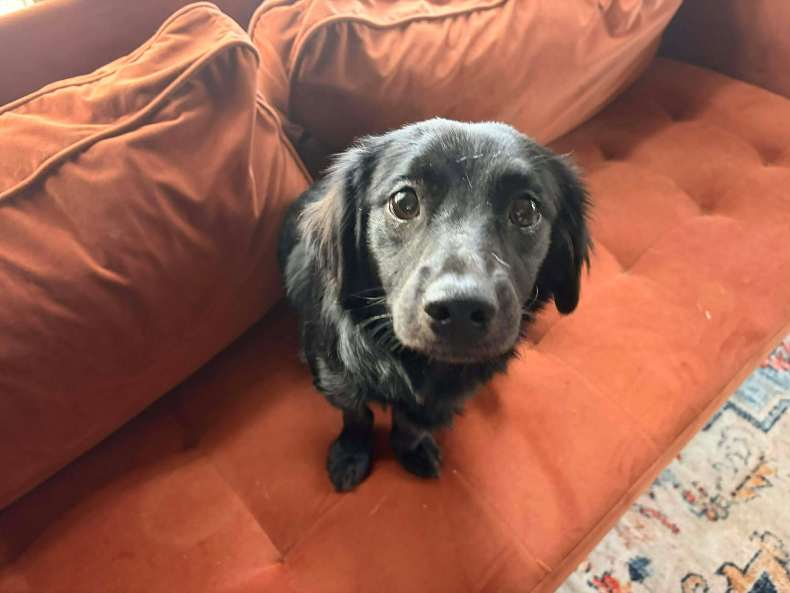 Duckie - ADOPTION IN PROCESS