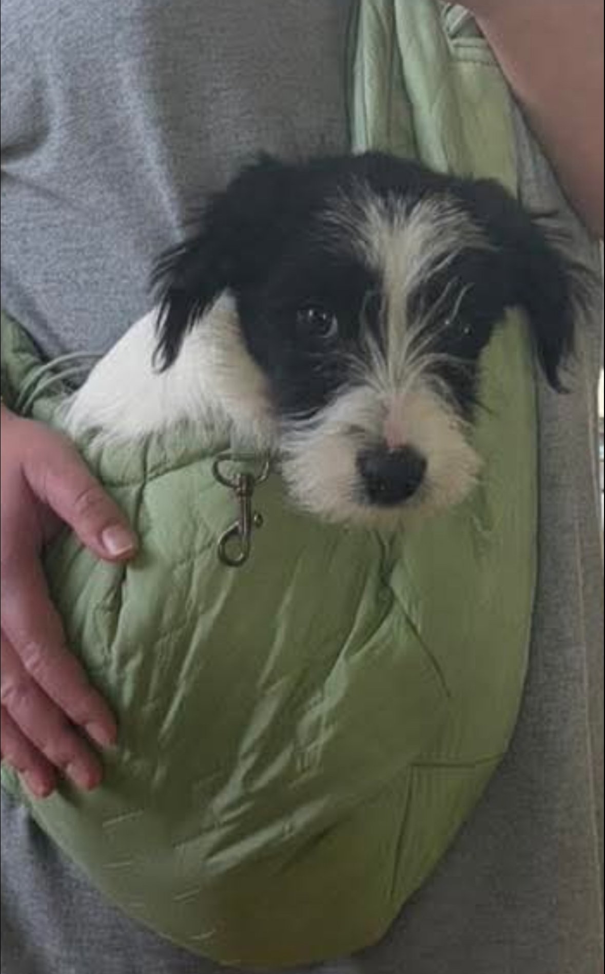 Rookie - ADOPTION IN PROCESS